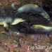 lion_sea_galapagos_cou_h_0051_ecu1133.jpg
